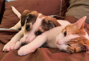 Gattino e cagnolino amici fraterni, un rapporto per la vita