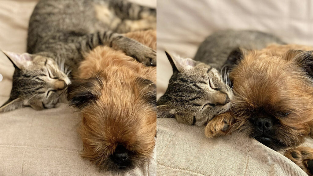 gattino e cane dormono insieme e si vogliono bene