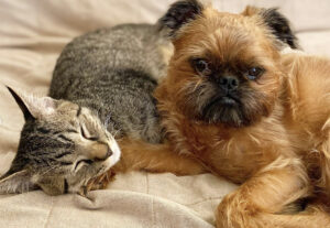 Gattino e cane dormono insieme, guardarli riempie il cuore