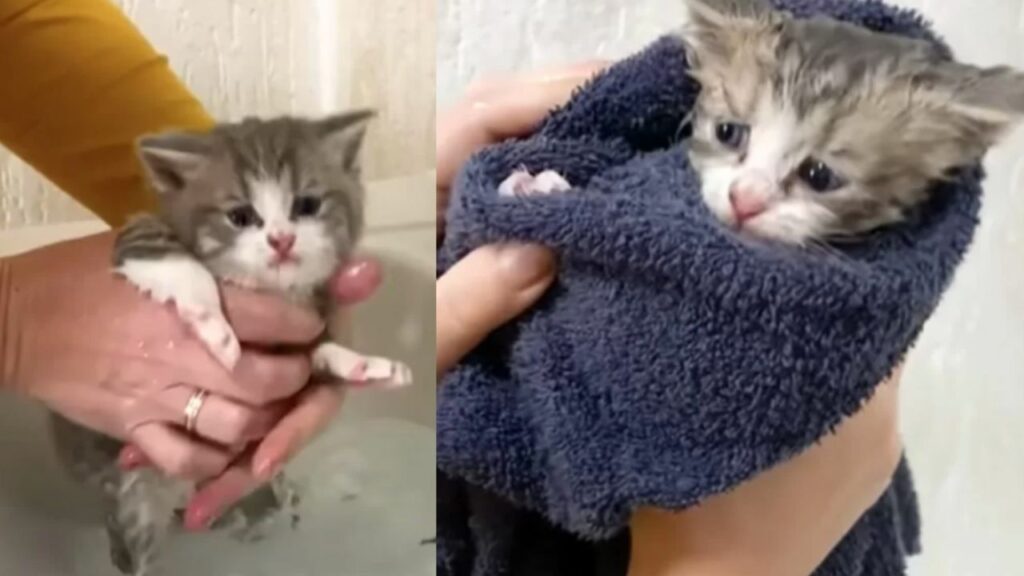gattino che fa il bagno