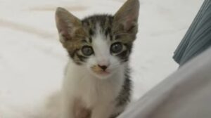 Un gatto cucciolo in cerca di attenzioni riesce ad ottenere quello che vuole dal suo umano (VIDEO)