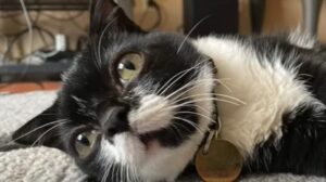 Il gattino nano Frank è il regalo più grande che potesse mai capitare ad una coppia (VIDEO)