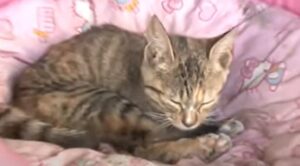 Un gattino randagio disabile riesce ad attirare l’attenzione di una donna che decide di salvarlo (VIDEO)