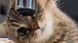 Il gattino cerca di prendere al volo le gocce d’acqua mentre cadono dal rubinetto (VIDEO)