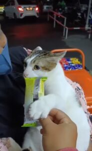 Gatto abbraccia uno snack (VIDEO)
