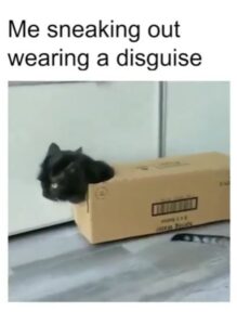 Un gatto che “indossa” una scatola (VIDEO)