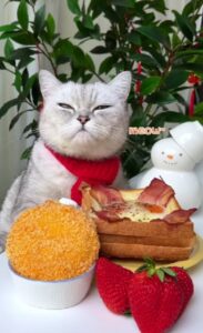 un gatto con davanti del cibo