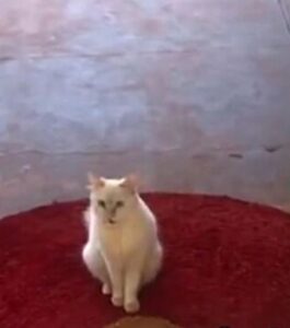 Gatto va dalla sua mamma a lavoro (VIDEO)