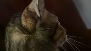 Il gatto Tommy è dolcissimo anche se è un po’ troppo permaloso; come si comporta (VIDEO)