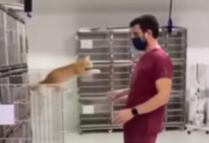 Il gattino ricoverato adora ricevere le terapie così può abbracciare il suo medico (VIDEO)