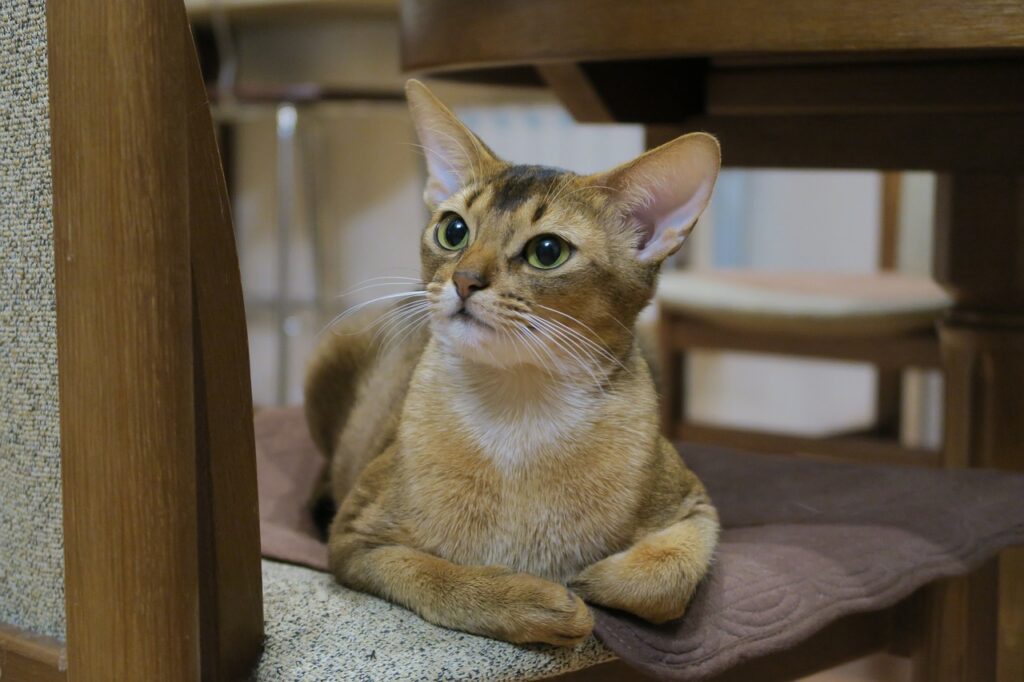 cosa mangia un gatto Abissino