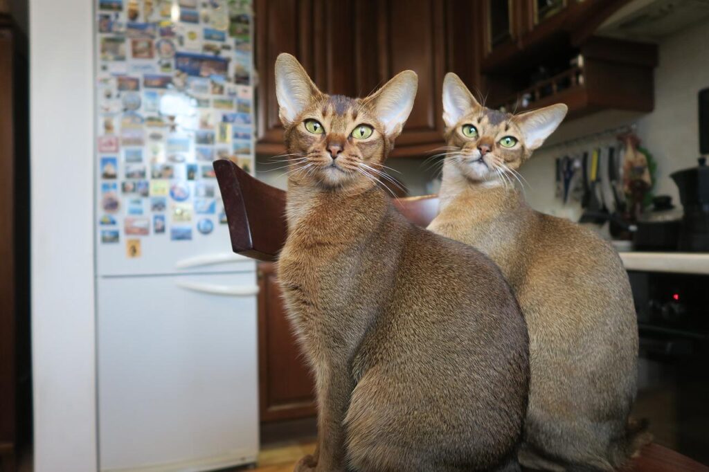 cosa mangia un gatto Abissino