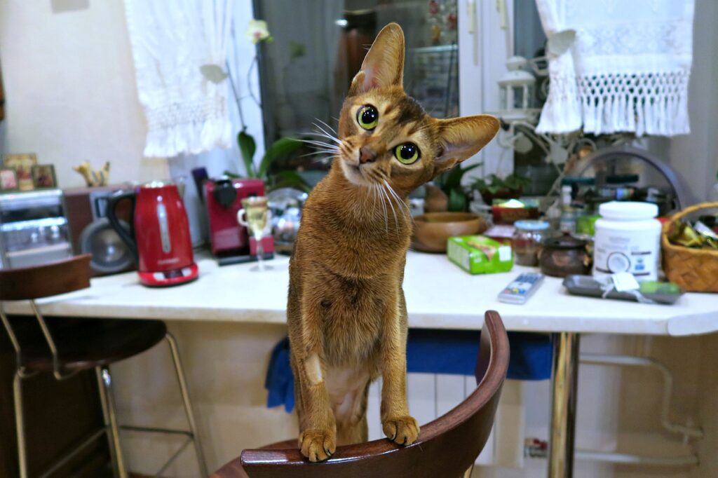 gatto Abissino buffo sulla sedia