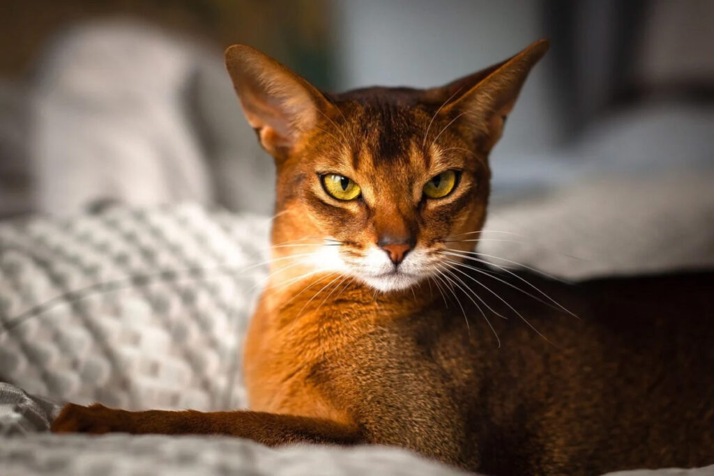 gatto abissino in salute sul letto