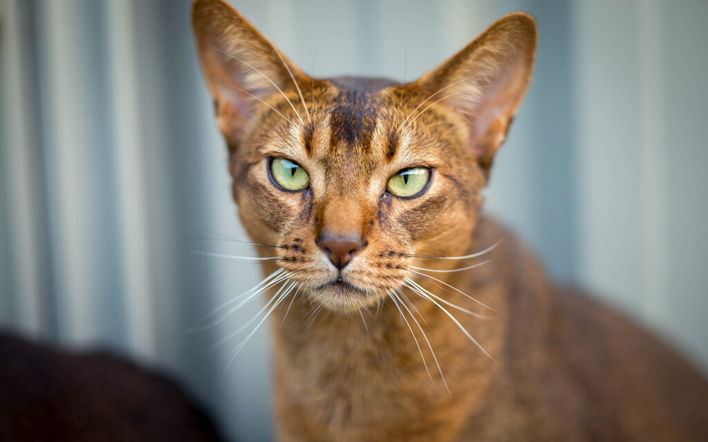 gatto abissino in salute con gli occhi chiari