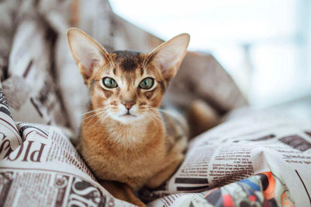 gatto abissino in salute si riposa