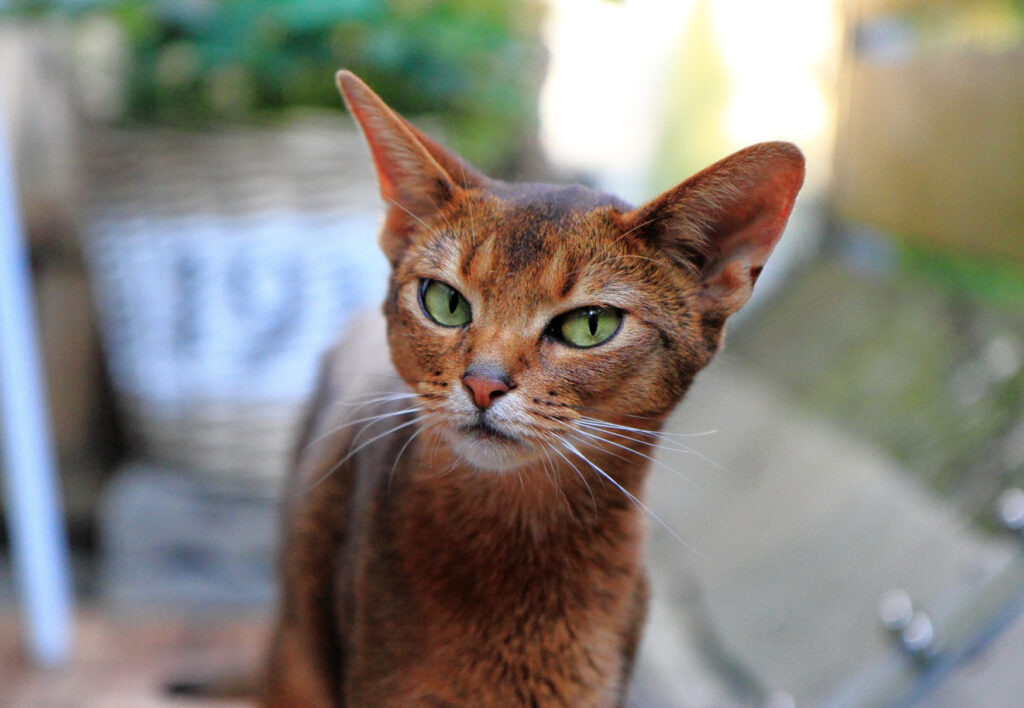 gatto abissino in salute
