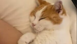 Il gatto anziano Kuschel è dolcissimo ed è appagato della vita che conduce; la storia (VIDEO)