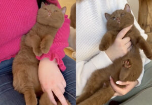 Gatto batuffolo di tenerezza, l’emblema della dolcezza in un video di pochi secondi