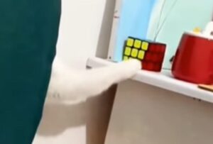 Il gatto bicolore si dimostra un vero maniaco dell’ordine (VIDEO)