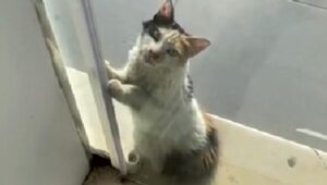 Un gatto calico randagio chiede di poter entrare in un negozio per scappare dal caldo torrido (VIDEO)