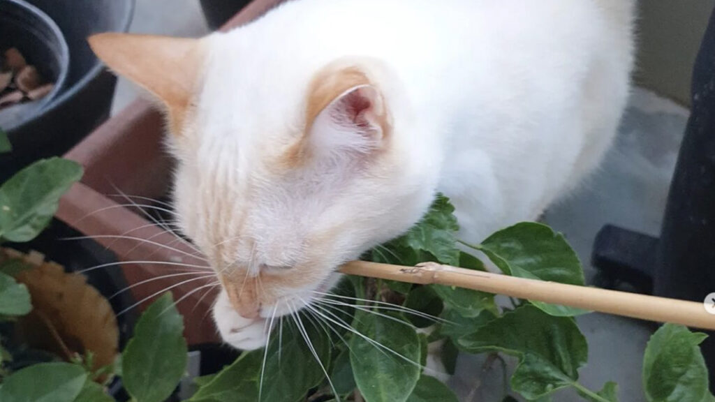 gatto con il pollice verde in giardino