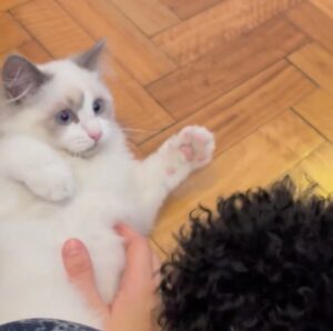 Sky, il gatto Ragdoll che corteggia il cagnolino di cui si è innamorato (VIDEO)