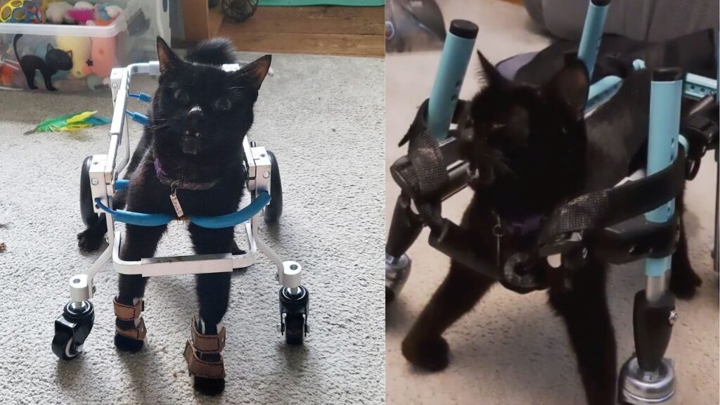 gatto con carrellino e disabile