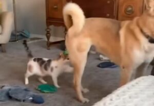 Il gatto dispettoso prepara un agguato per il suo amico cane (VIDEO)