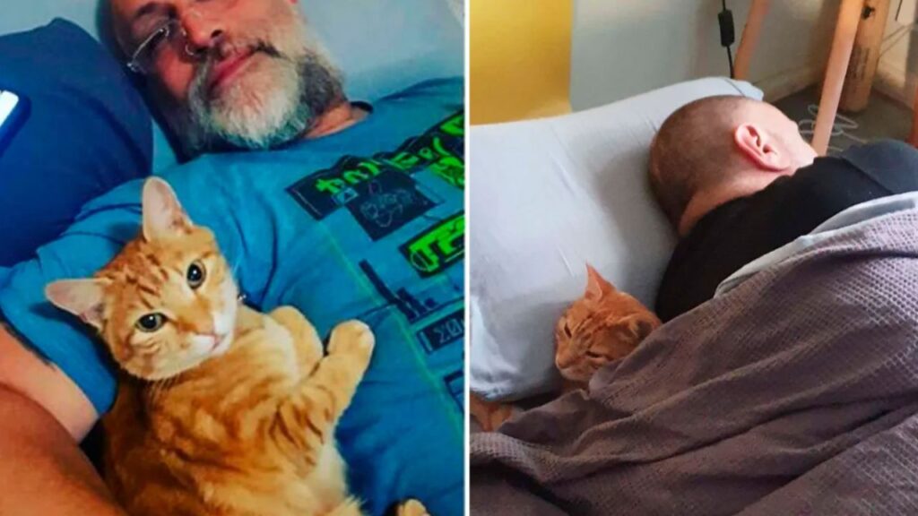 gatto entra in casa dei vicini e dorme con loro