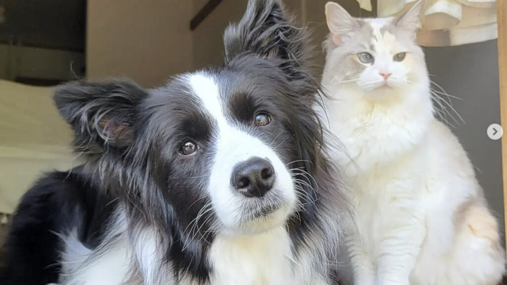 gatto e cane amanti del vento se lo godono