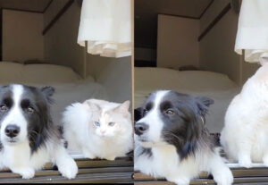 Gatto e cane amanti del vento, la finestra il loro posto preferito (VIDEO)