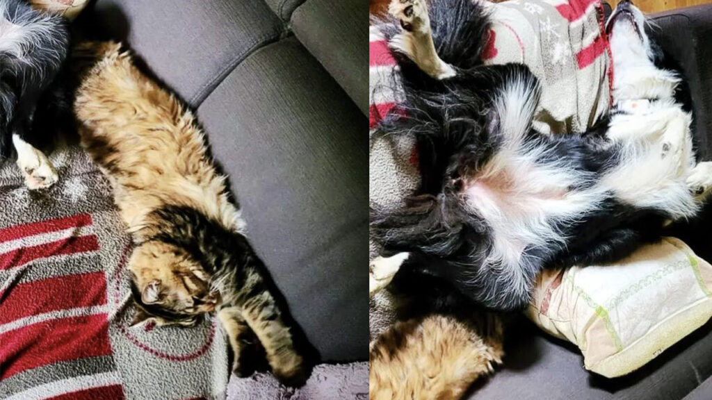 gatto e cane divertentissimi spaparanzati sul divano