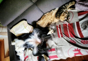 Gatto e cane spaparanzati sul divano, il relax assoluto perché hai un amico accanto