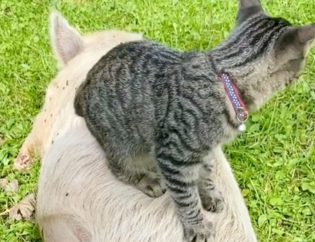 gatto e maiale insieme