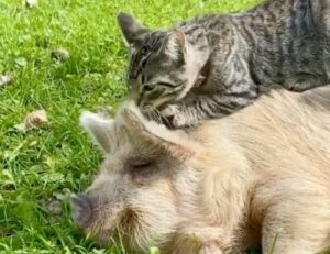 la tenera amicizia tra gatto e maiale