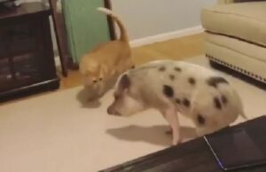 Gatto e maialino giocano in salotto (VIDEO)