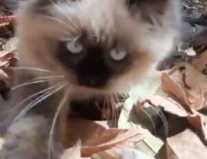 Il gatto sente per la prima volta il rumore delle foglie secche e resta stupefatto (VIDEO)