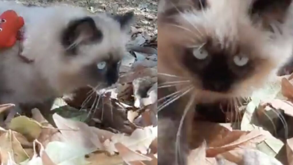 Gatto che schiaccia le foglie secche