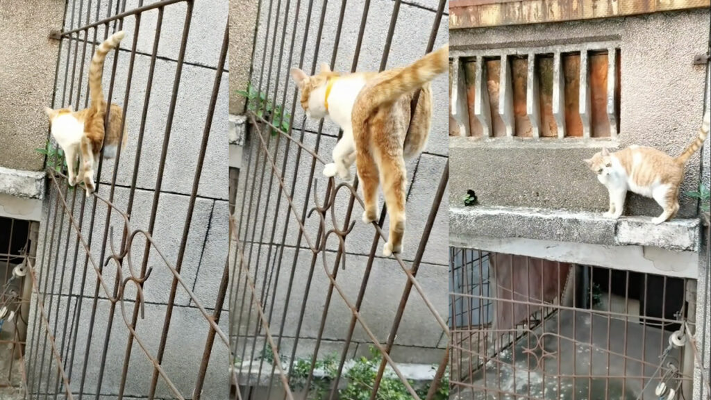 gatto si muove come un funambolo