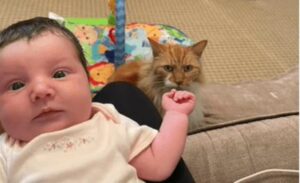 Il gatto di famiglia diventa molto geloso dopo l’arrivo del nuovo bebè e preoccupa il web