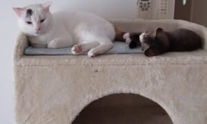 Il cucciolo di gatto adora giocare con la coda della sua mamma (VIDEO)