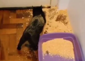 Il gattino sbaglia mira per la lettiera e trasforma la casa in una spiaggia (VIDEO)