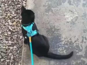 Il gatto incontra un coniglio durante la sua passeggiata mattutina e prende una decisione inaspettata (VIDEO)