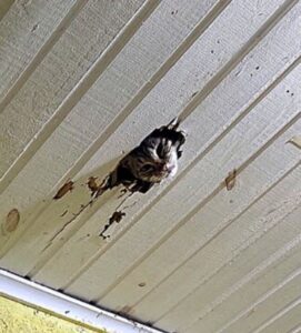 Gatto fa un buco nel muro: adottato (VIDEO)