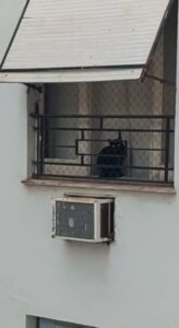 Gatto nero pietrificato alla finestra (VIDEO)