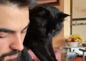 Il gatto nero ruba abilmente il cibo dalla forchetta del padrone (VIDEO)