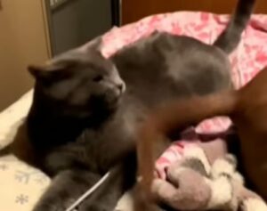 Il gatto grigio si è dimostrato fin troppo paziente nei confronti di un cane sbadato (VIDEO)