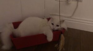 gattino bianco molto pigro
