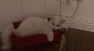 Il gattino pigro non ha la forza di giocare con il suo padrone (VIDEO)